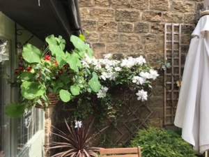 deer park farm tea room 6